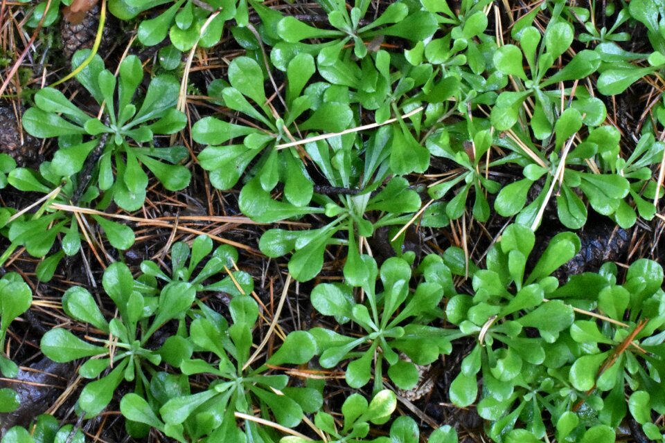 Texture pine forest needle