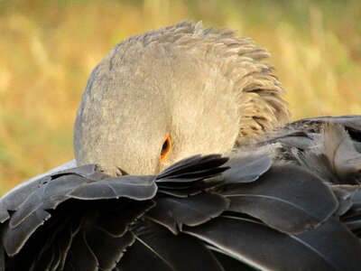 Poultry pen wing photo