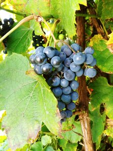 Grapes fruit nature