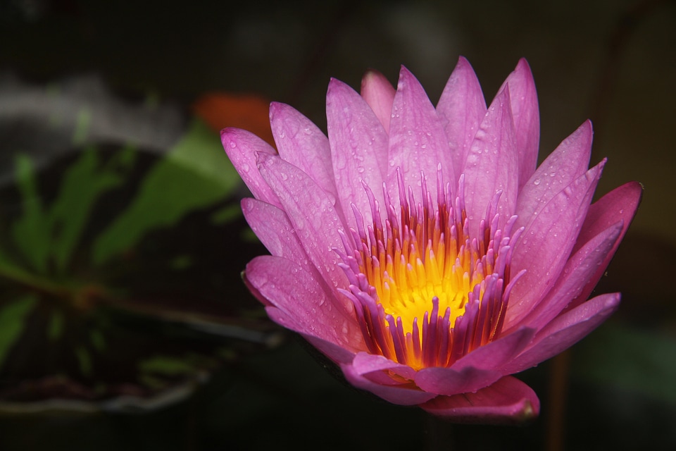 Burning lotus leaf dew