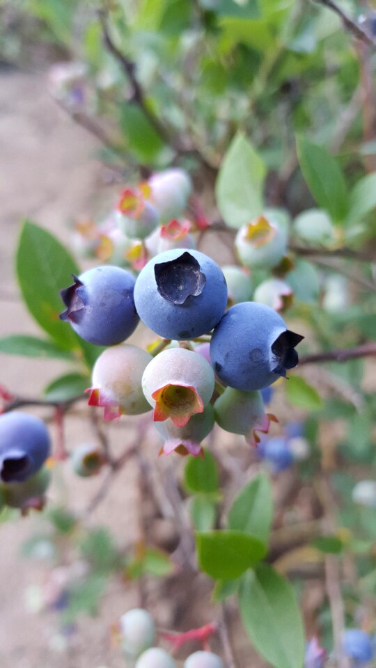 Blueberry berry sweet