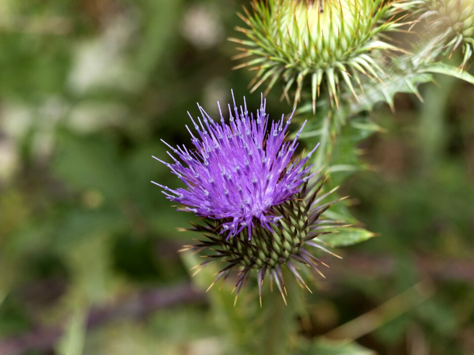 Purple flower flower thistle