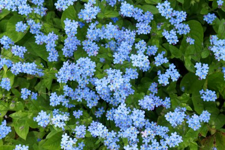 Flowers spring forget me not