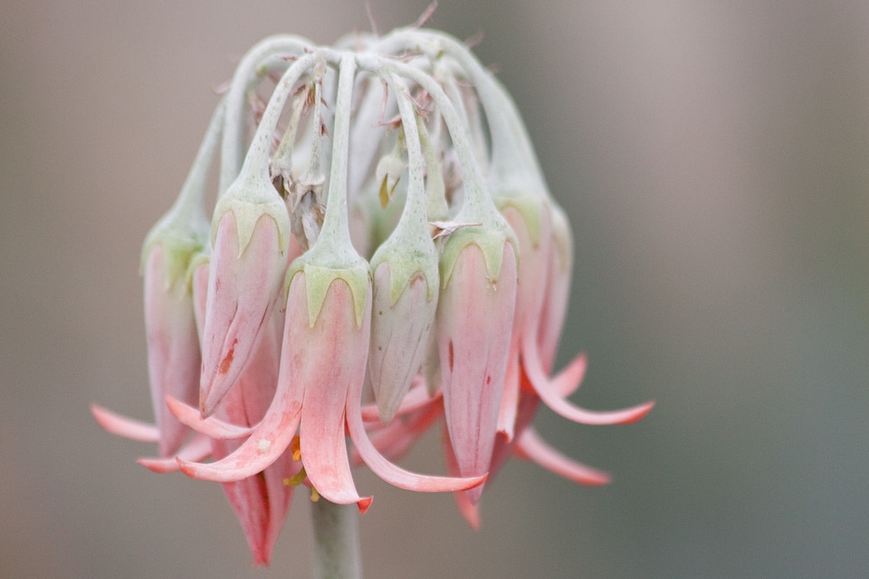Bell shaped pink pastellfarben