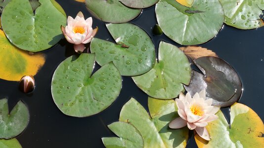 Lotus water lily england