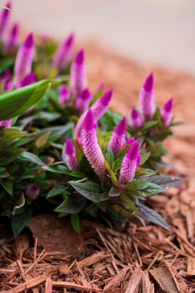 Nature plants