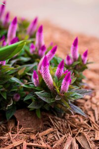Nature plants