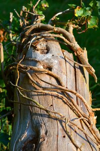 Nature close up wood