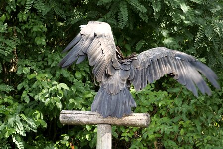 Vulture from the rear plumage scavengers