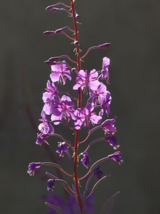 Bloom pink purple