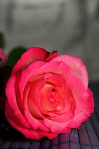Flower map pink