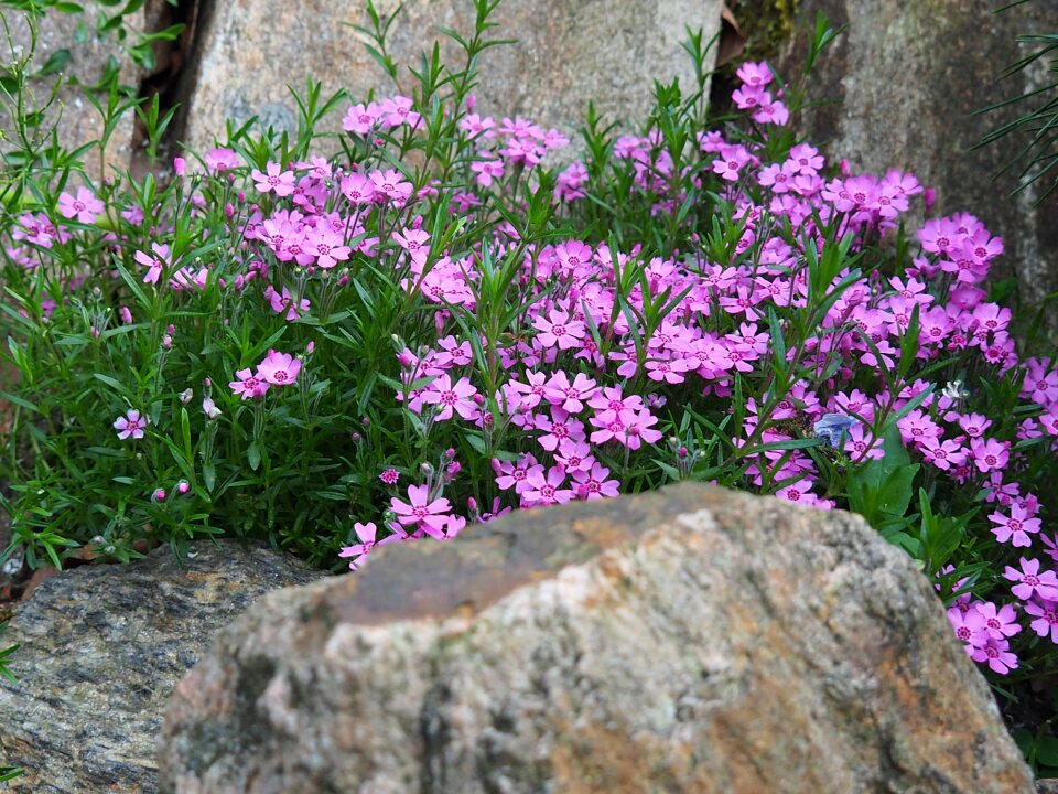 Garden phlox skalka photo