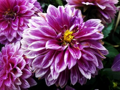 Lila flowers violet