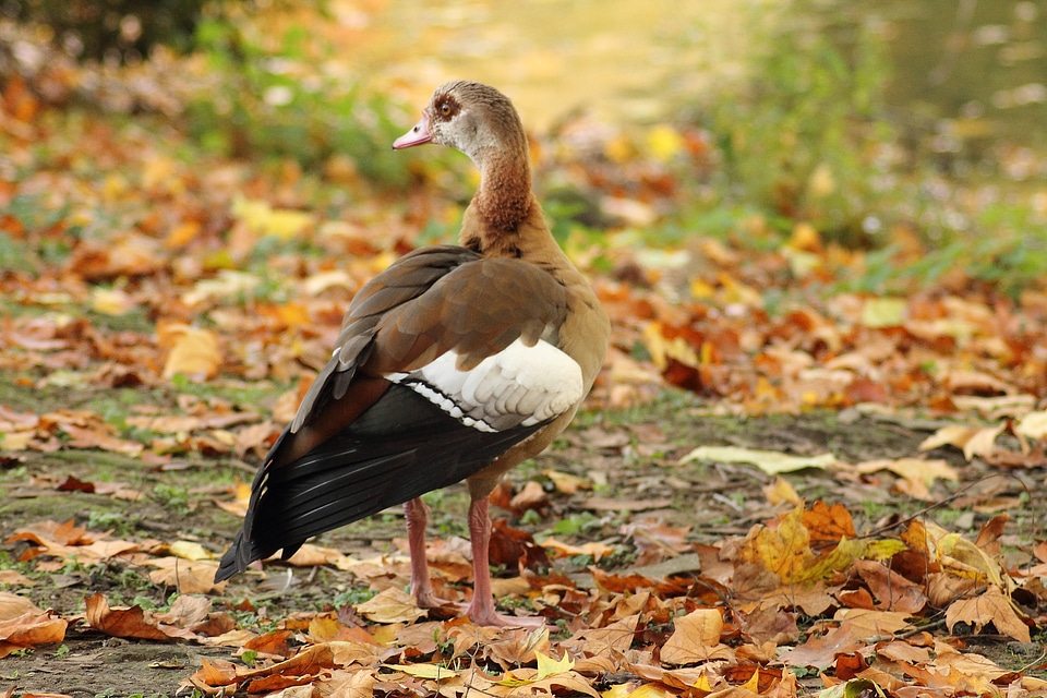 Goose water bird bird
