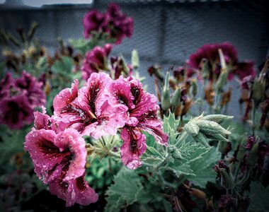 Garden bloom plant