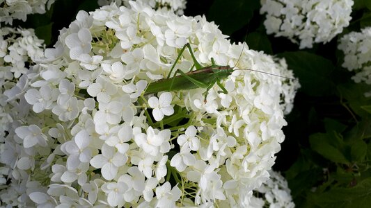 Insect animal animal world