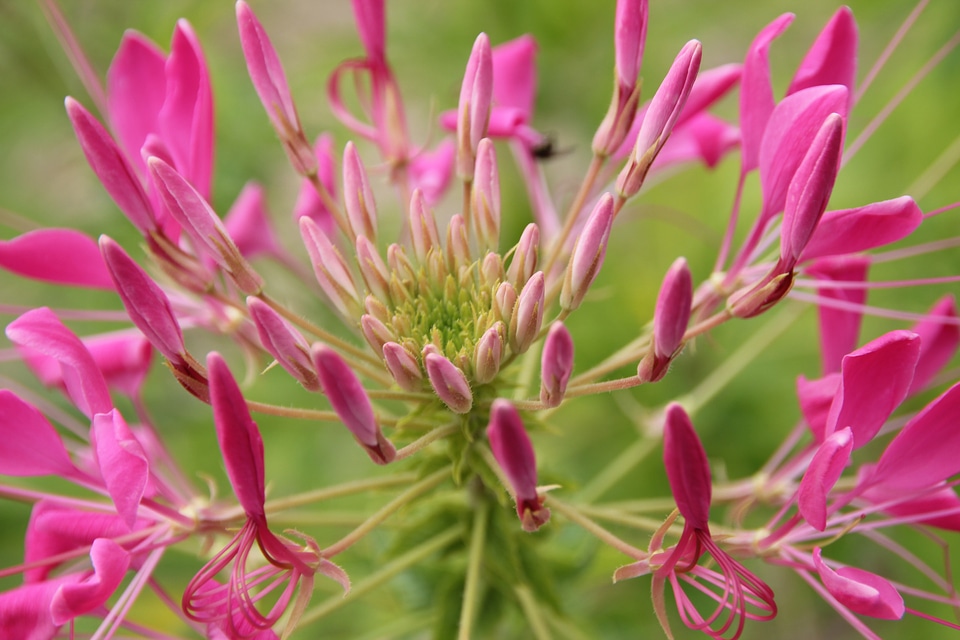 Bloom purple wild flower