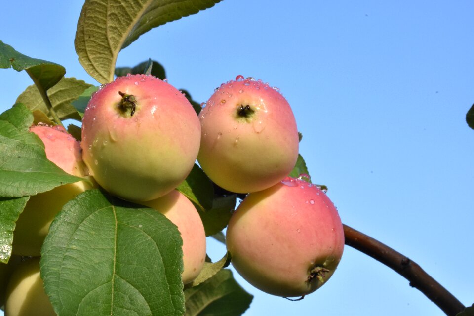 Nutrition healthy fruit