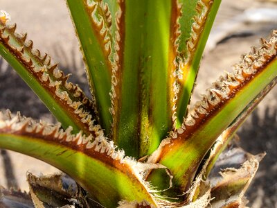 Thorns plant green