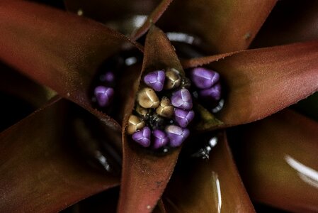 Core center plant