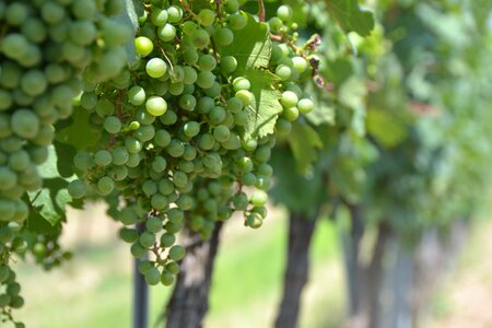 Grapevine wine region green photo