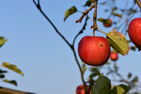 Red nature mature