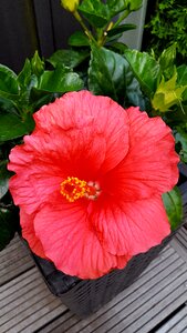 Summer nature red