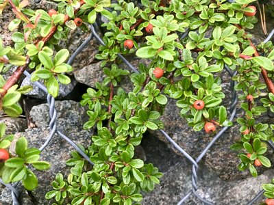 Landscape bush flora
