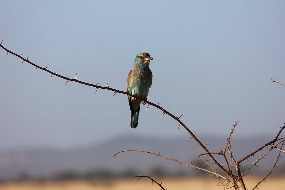 Kenya exotic bird tsavo