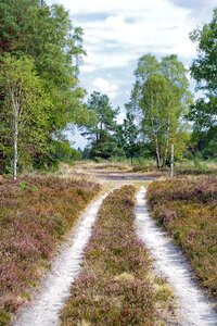 Heathland hiking heather