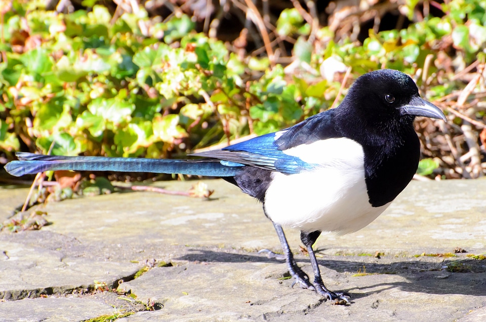 Birds champaign fowl