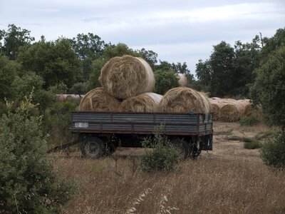 Hay cut agriculture work field photo