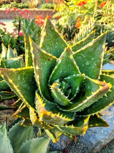 Green succulent dew photo