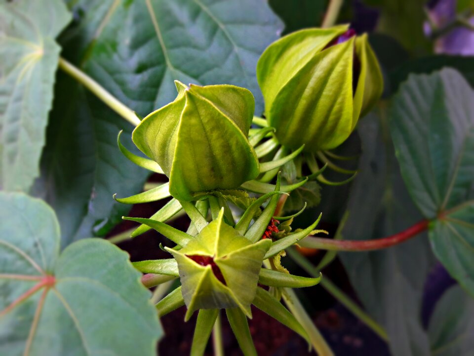 Flower garden bud
