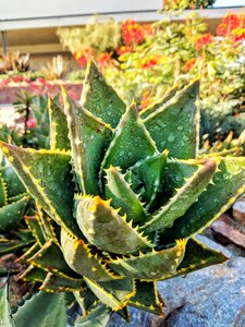 Green succulent dew photo