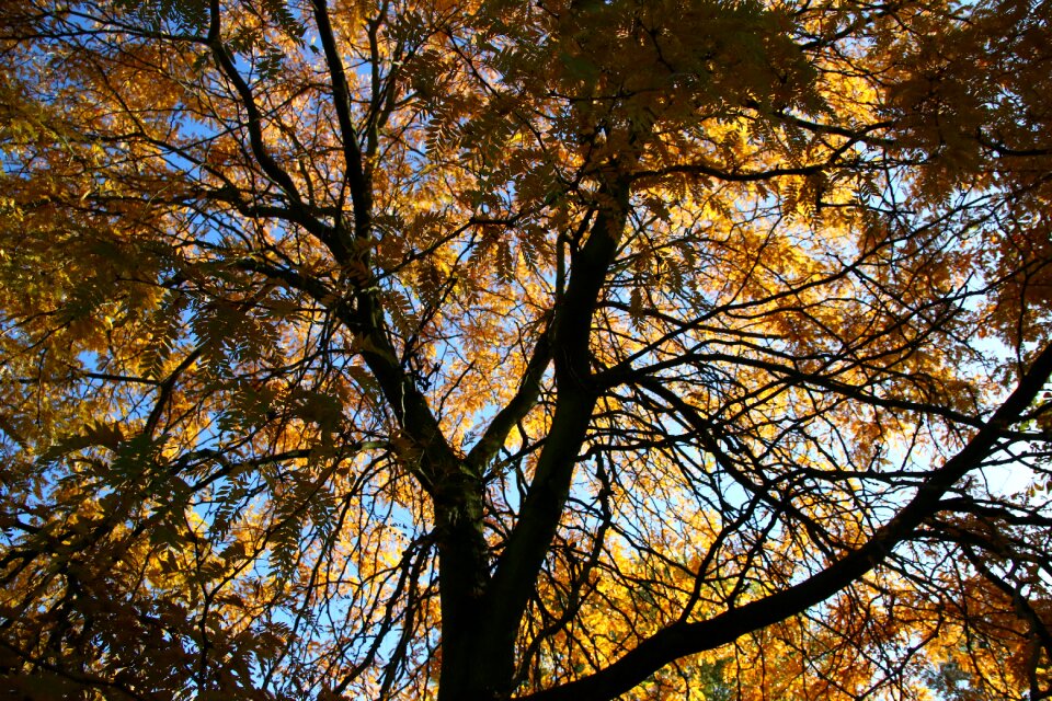 Tree leaves light