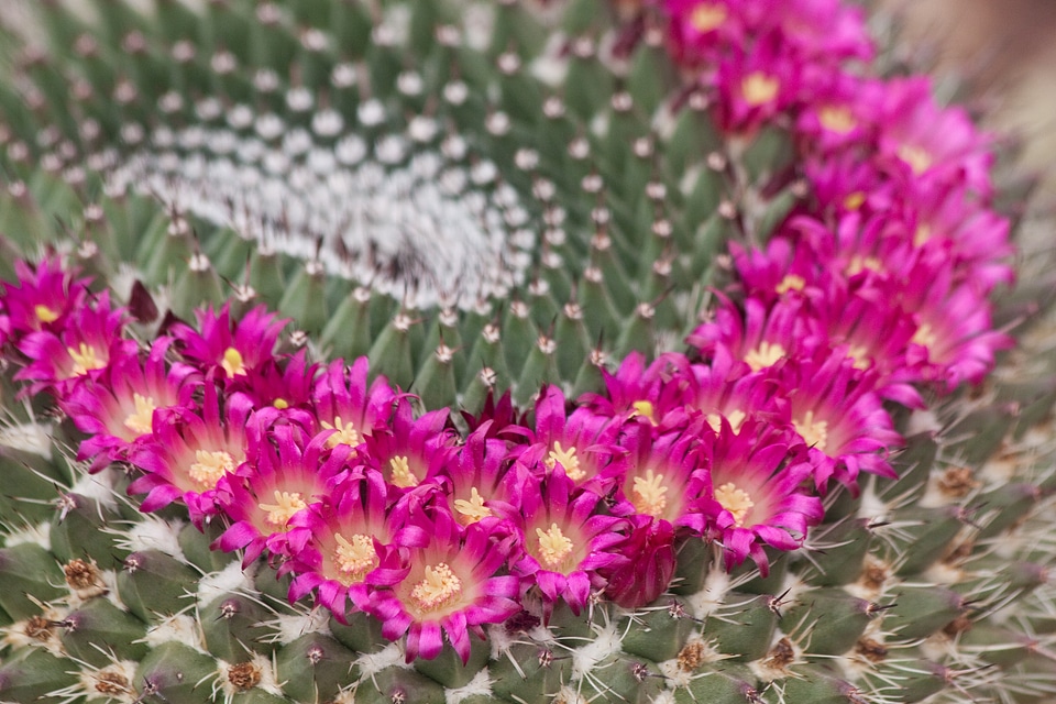 Pink annular nature