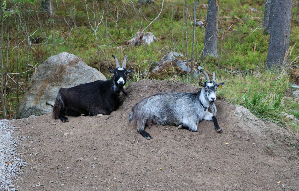 Agriculture domestic animals summer