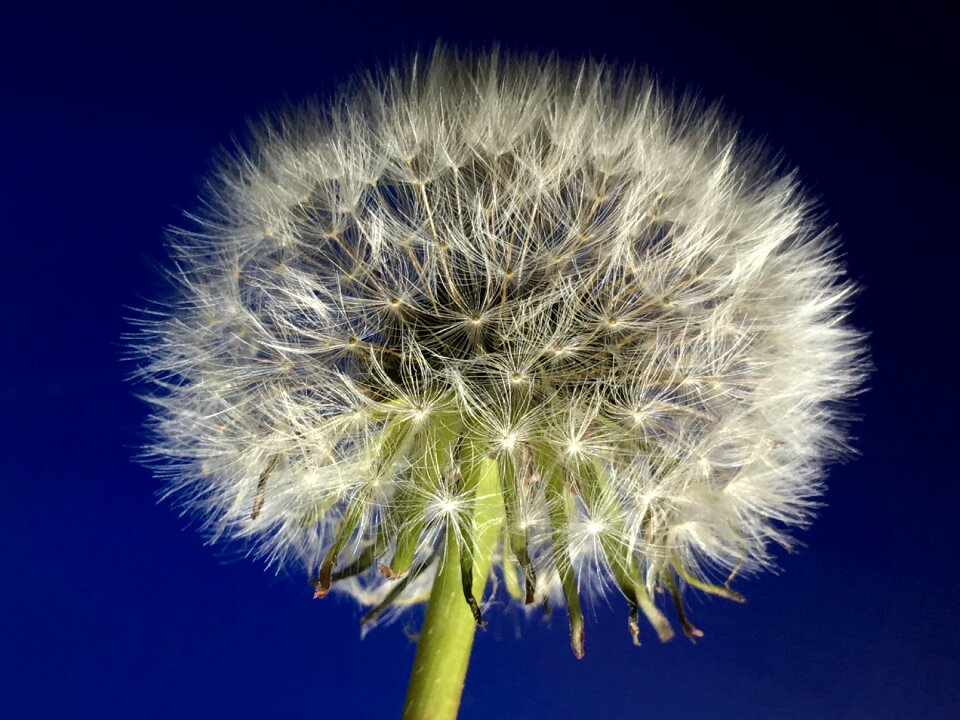 Flying seeds flower photo