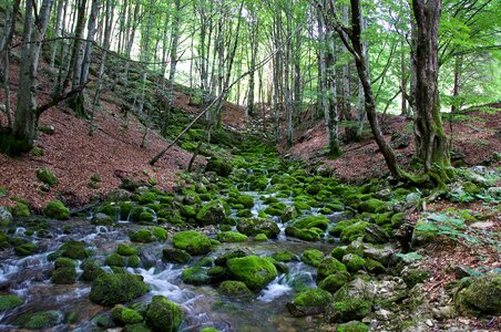 Nature water trees