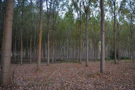 Agriculture nature tree