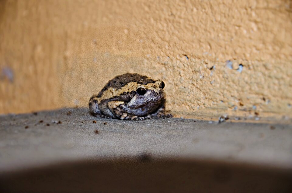 Small amphibian