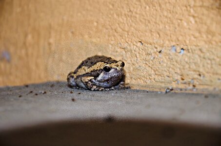 Small amphibian