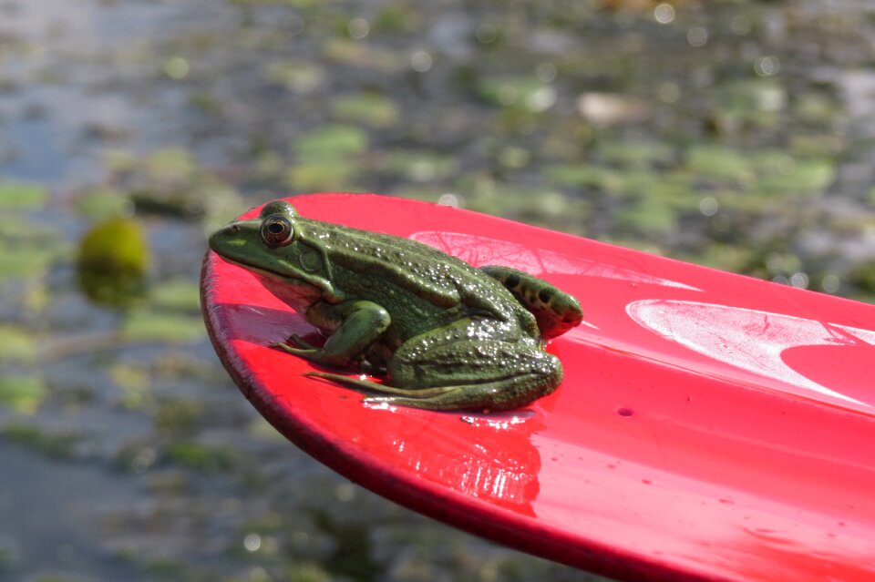 Green frog red paddle water landscape