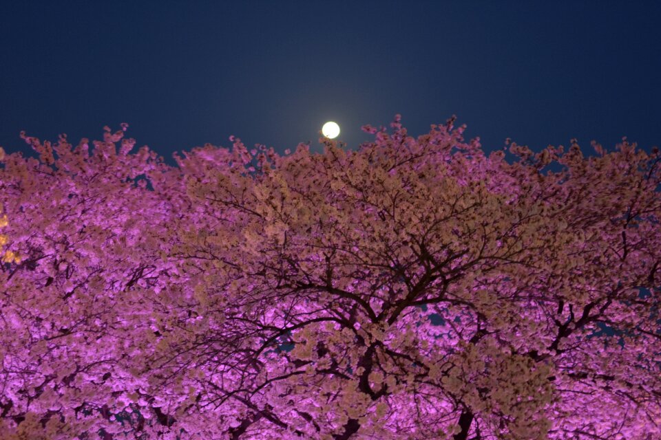 Moon moonlight full moon