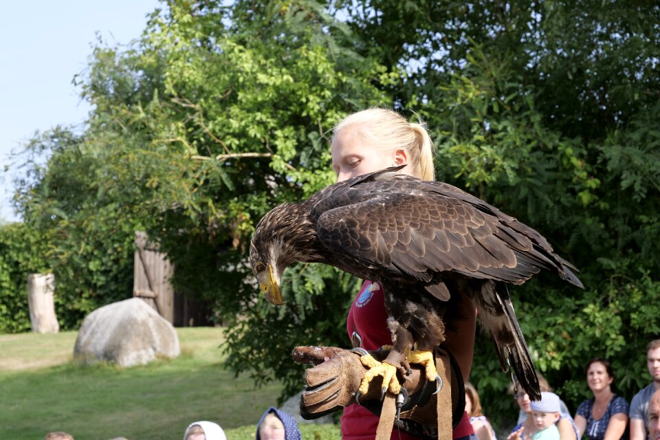 Plumage raptor bald-eagle