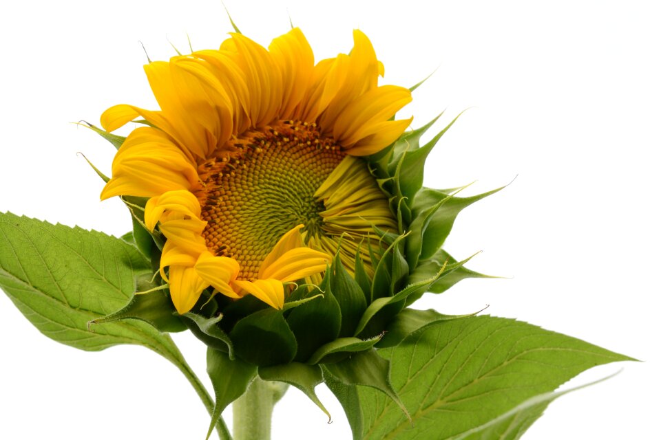 Sunflower plant the scenery