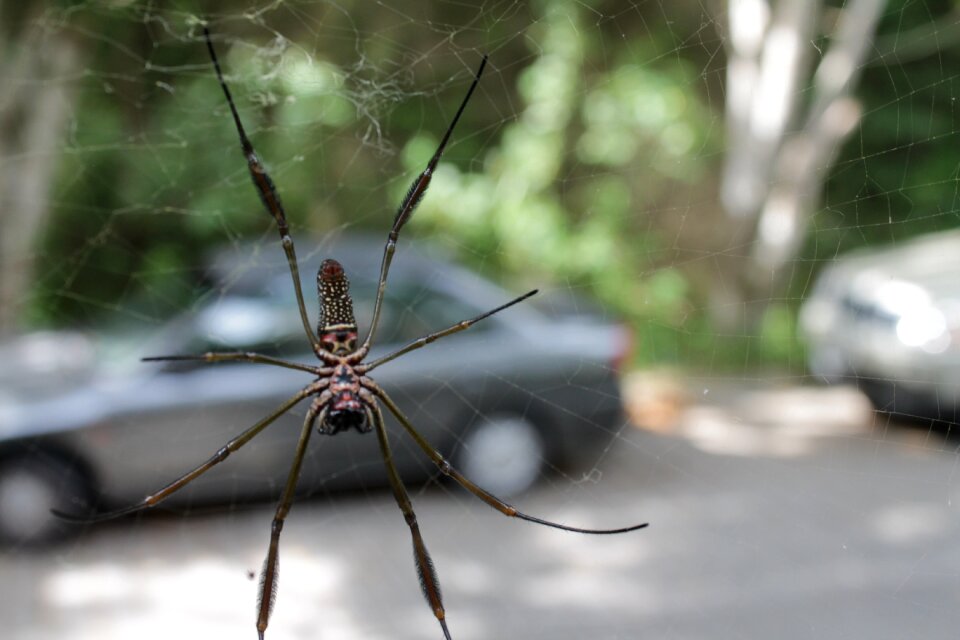 Arachnid scary arachnophobia