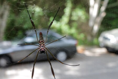 Arachnid scary arachnophobia photo