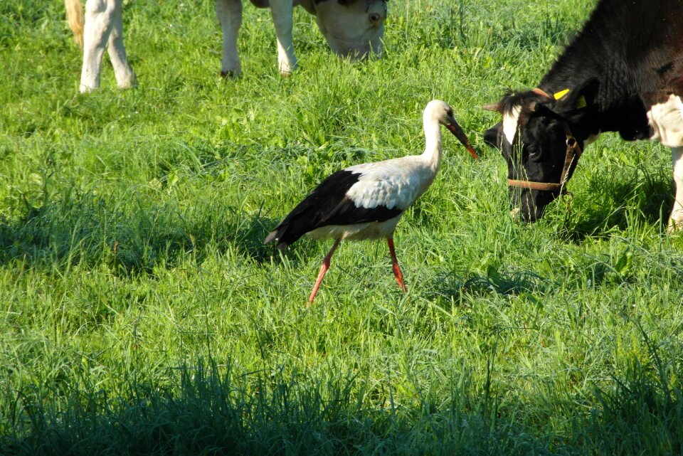Bird flying meadow